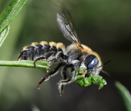 Réf. 283 566 : Hoplitis sp.